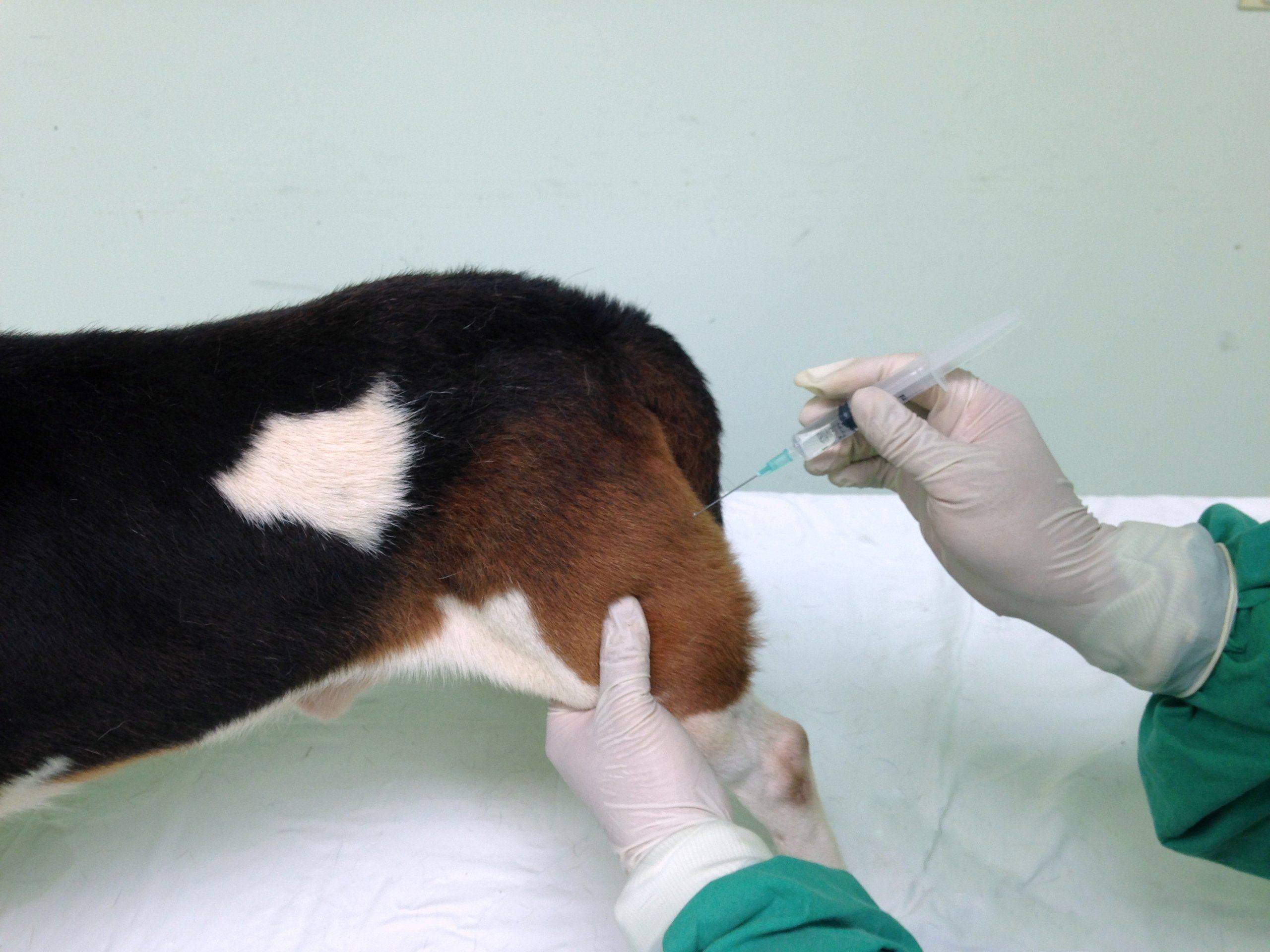 Intramuscular injection