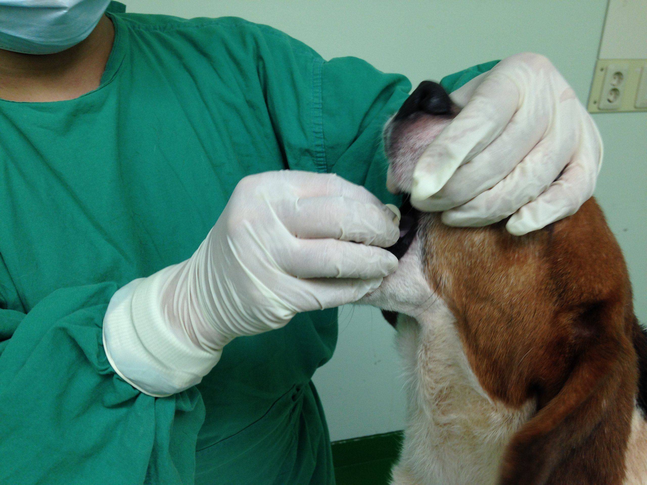 Tongue-base administration