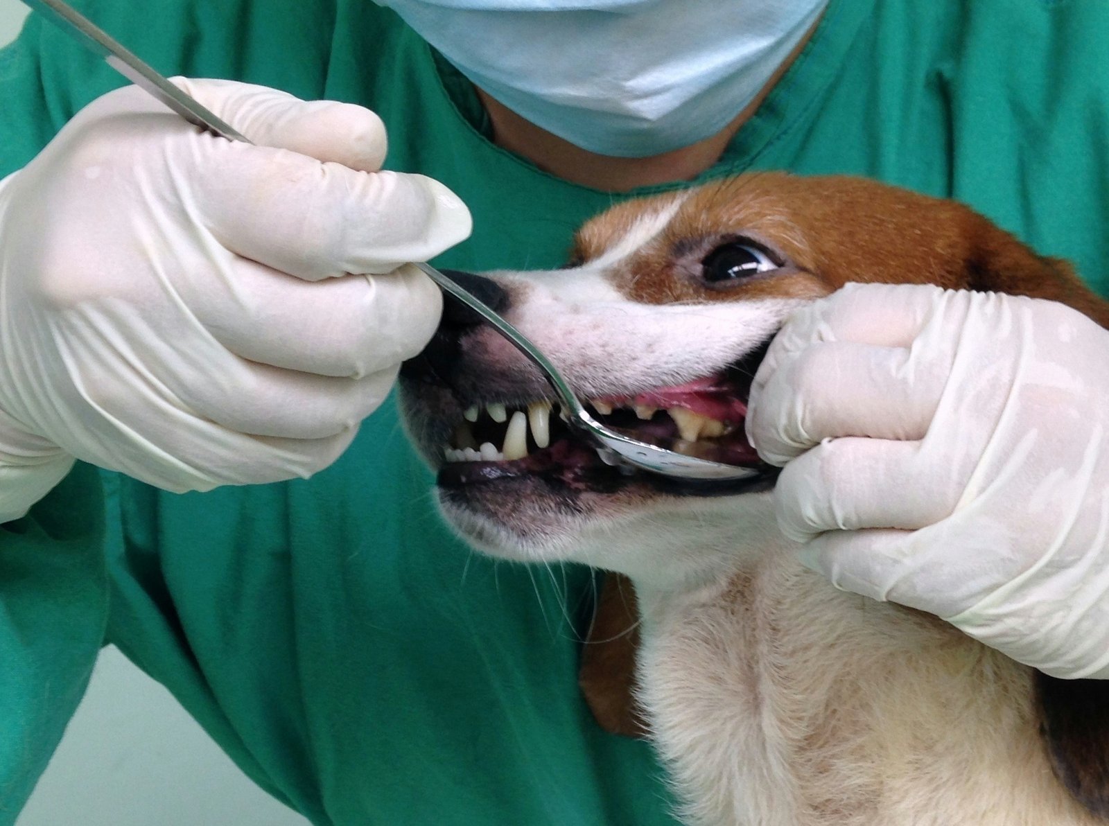 Pouch administration