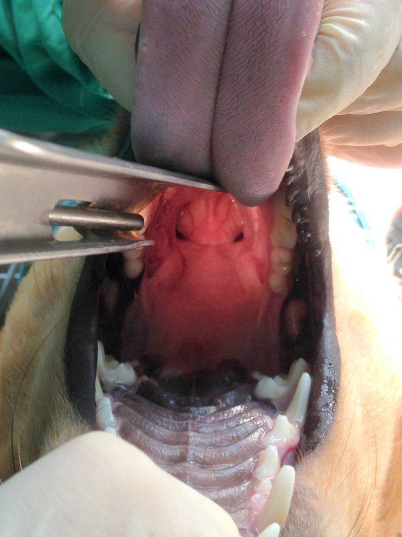 Intubation (1)