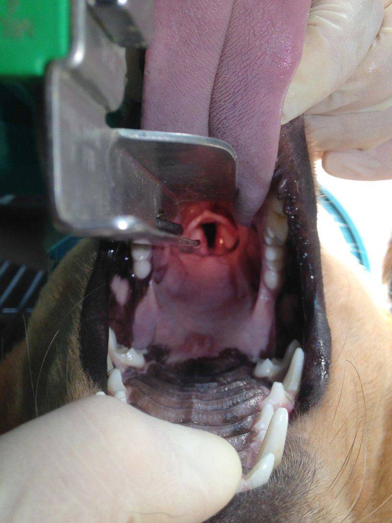 Intubation (3)