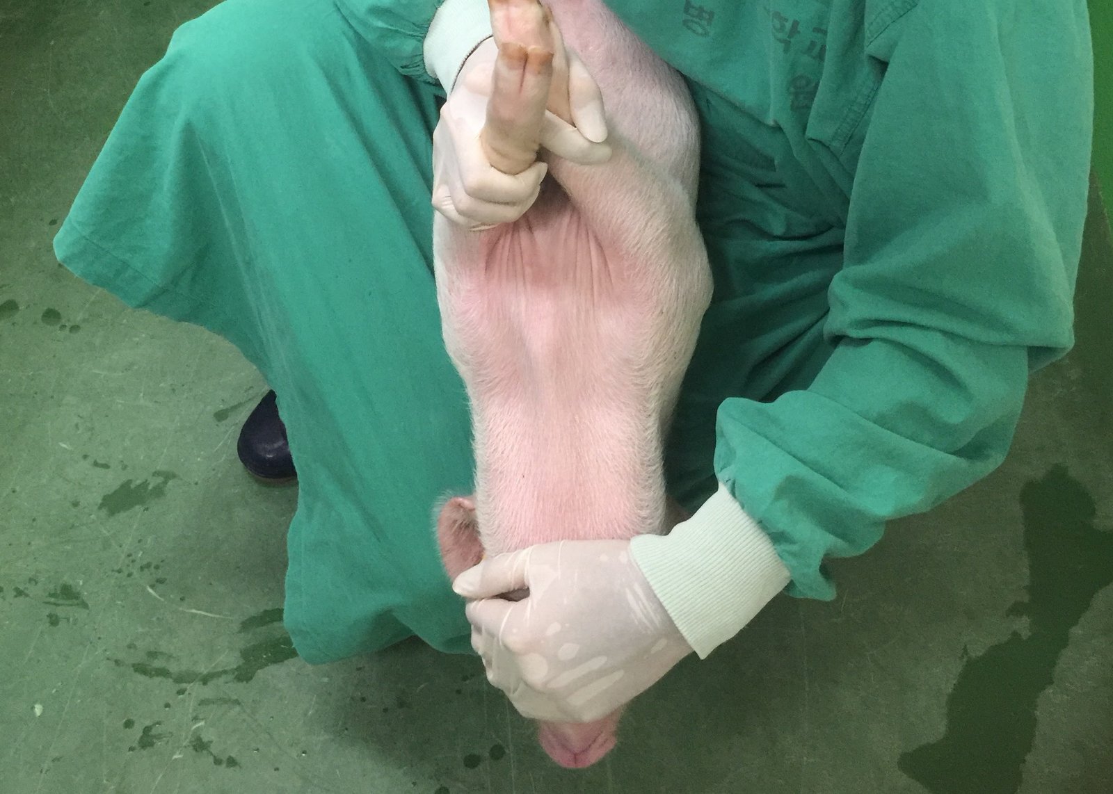 Restraint of a small pig