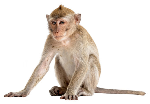 Cynomolgus monkey (crab-eating macaque) - a standard model for nonclinical studies