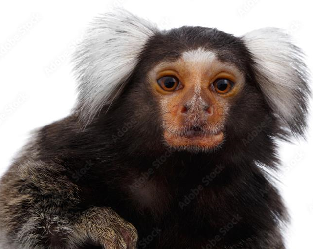 Marmoset - a small New World primate characterized by its small body and distinctive white ear tufts