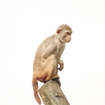 Rhesus monkey - an Old World primate with physiological and neurological characteristics very similar to humans